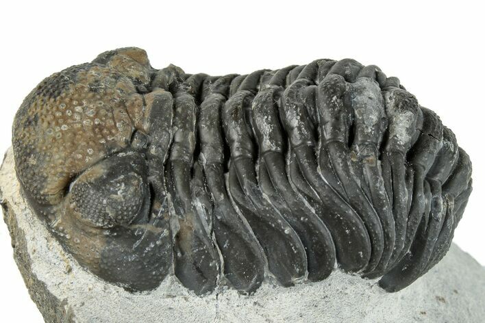 Morocops Trilobite - Ofaten, Morocco #287549